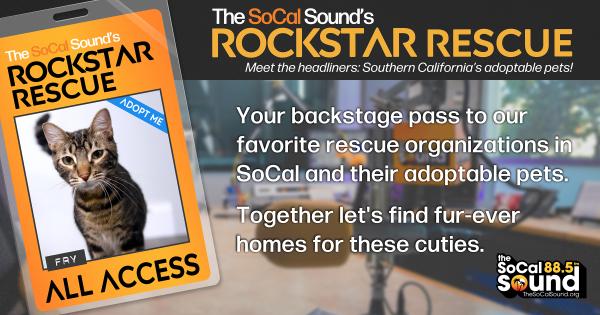 KCSN RockstarRescue PotW 012126 CreateOutlines FACEBOOK 1200x630 r2