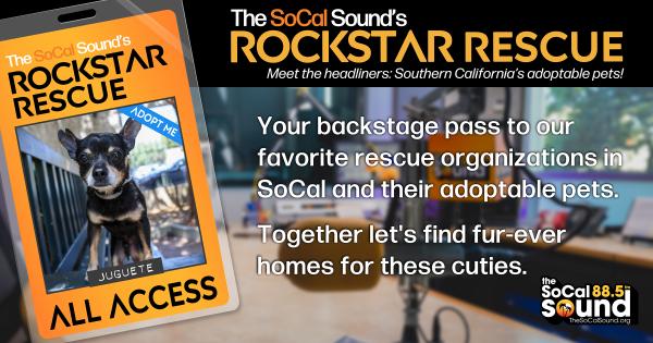 KCSN RockstarRescue PotW 082626 CreateOutlines FACEBOOK 1200x631