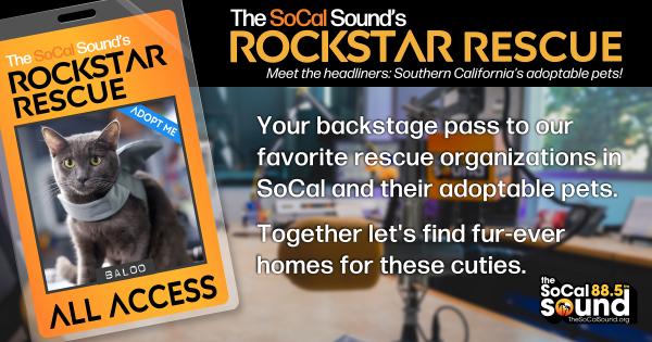 KCSN RockstarRescue PotW 101426 CreateOutlines FACEBOOK 1200x631