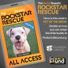 This goofy, affectionate, adventurous pit bull terrier is ready to call your place home - DAYMOND - our PET OF THE WEEK!